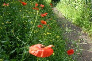 poppies and path ccu.jpg - Radbourne Robin Project